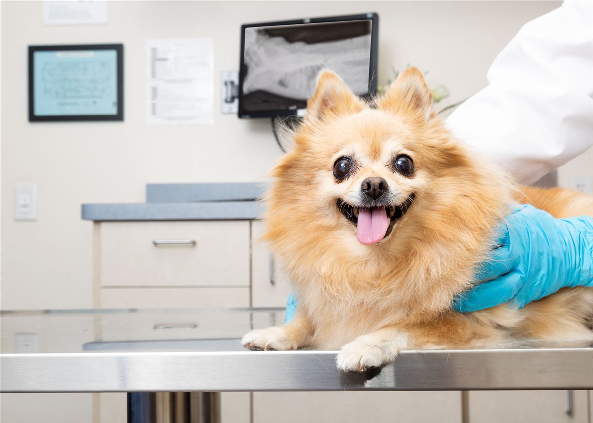 Happy dog at Ankeny veterinarian Prairie Lakes Pet Hospital