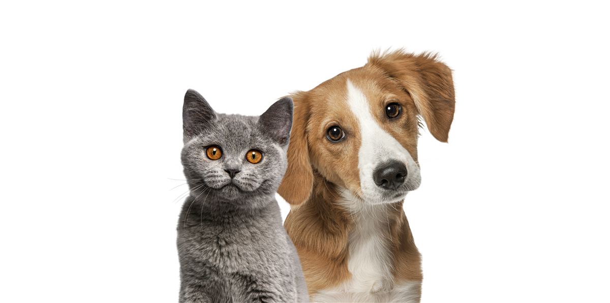 Happy dog and cat together at Prairie Lakes Pet Hospital - Ankeny's trusted veterinarian for dogs and cats